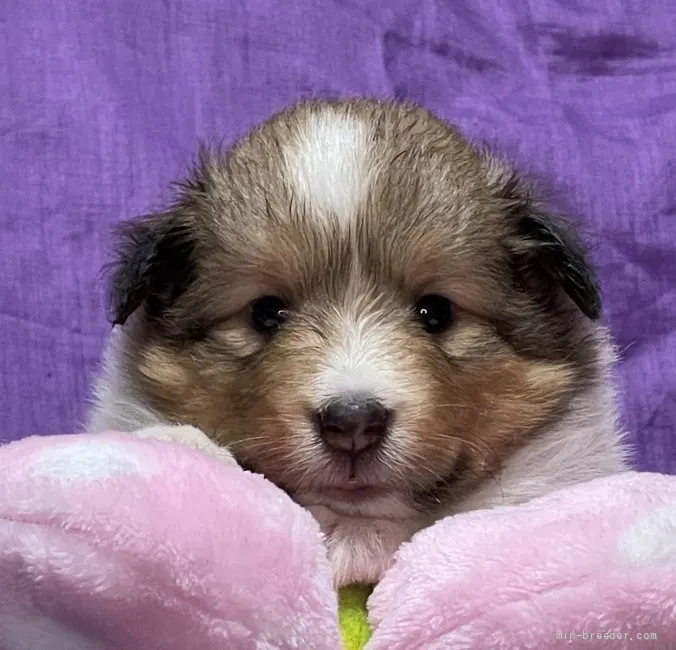 ID:2108-03163の子犬