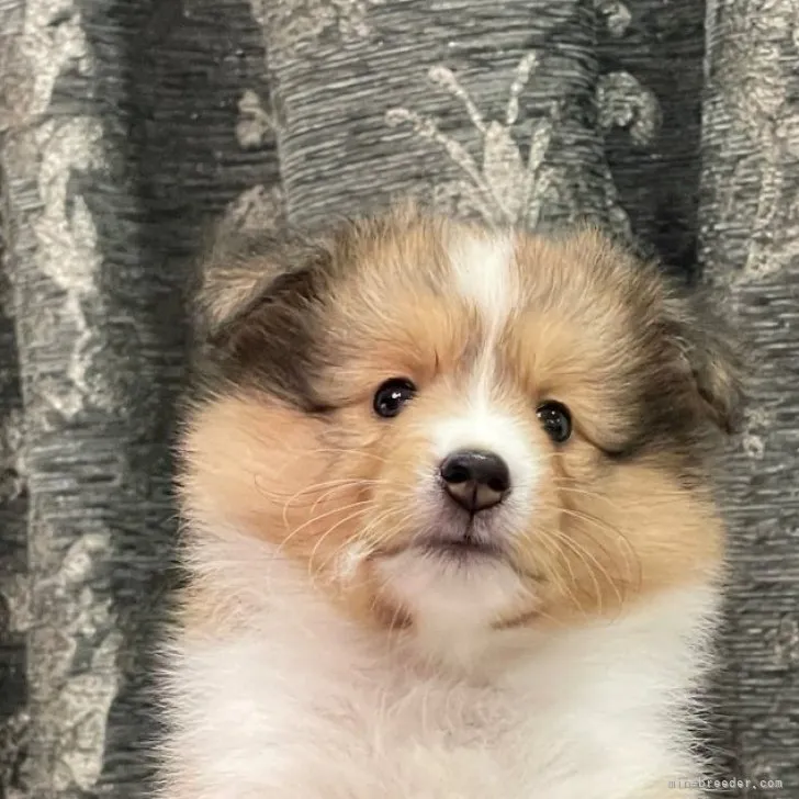 ID：2308-02588の子犬