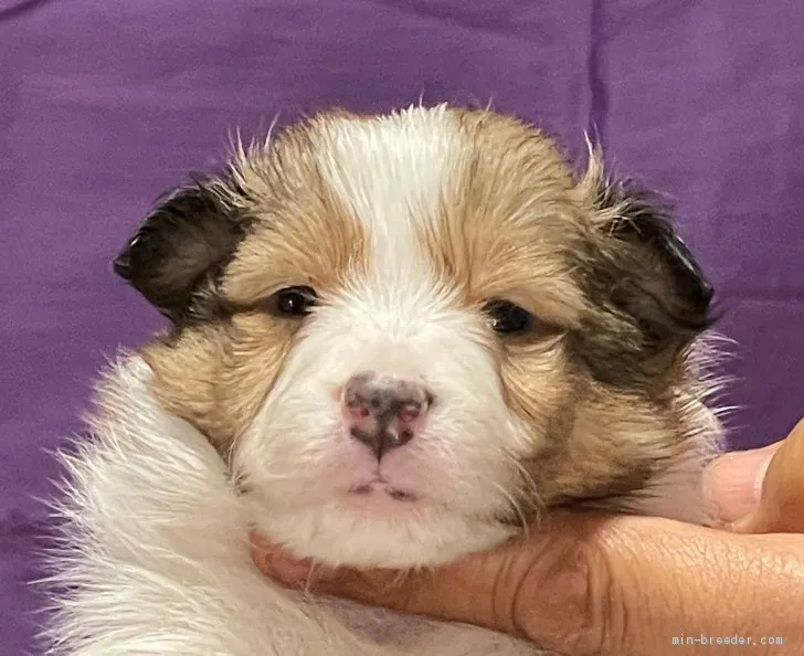 ID:2102-01757の子犬