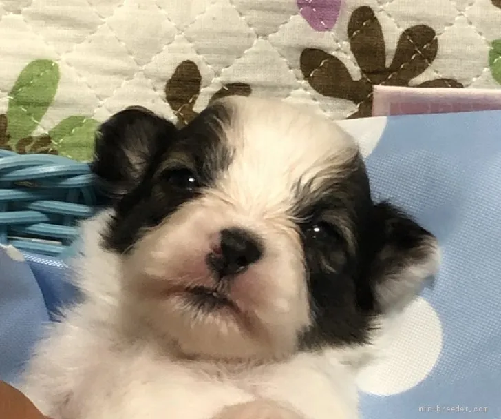 ID:2002-02044の子犬
