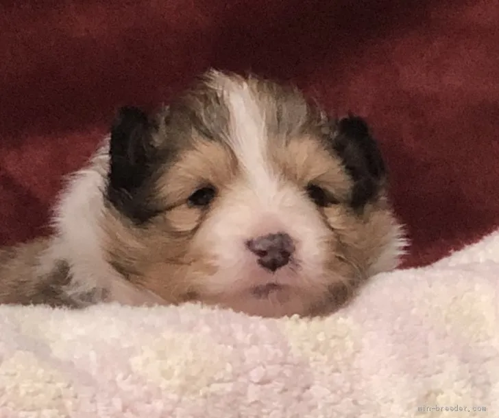 ID：2003-01183の子犬