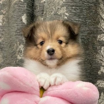 シェットランドシープドッグ【岡山県・女の子・2024年9月16日・セーブル&ホワイト】の写真「パパJKC-CH✨優良血統で小ぶり可愛い女の子💛」