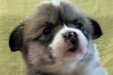 ウェルシュ・コーギー・ペンブローク【岡山県・女の子・2020年4月22日・レッド&ホワイト】の写真「パパはDMクリアの可愛い女の子✨」