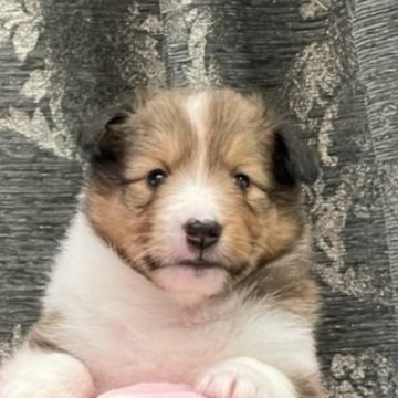 シェットランドシープドッグ【岡山県・女の子・2023年6月7日・セーブル&ホワイト】の写真「つぶらな瞳が可愛いフワモコ女の子」