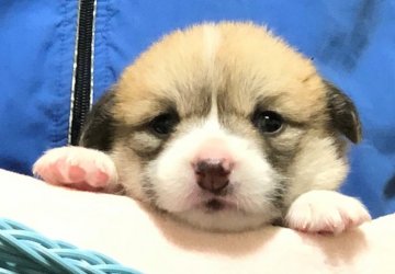 ウェルシュ・コーギー・ペンブローク【岡山県・女の子・2020年4月22日・レッド&ホワイト】の写真「パパはDMクリアの可愛い女の子✨」
