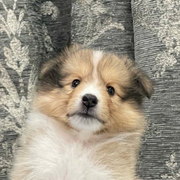 シェットランドシープドッグ【岡山県・男の子・2023年6月20日・セーブル&ホワイト】の写真「好奇心旺盛なイケメン君✨」