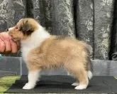 シェットランドシープドッグ【岡山県・女の子・2023年6月20日・セーブル&ホワイト】の写真2