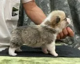 ウェルシュ・コーギー・ペンブローク【岡山県・男の子・2023年8月23日・レッド&ホワイト】の写真3