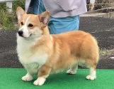 ウェルシュ・コーギー・ペンブローク【岡山県・男の子・2020年8月23日・レッド&ホワイト】の写真5「パパでーす!(^^)!」