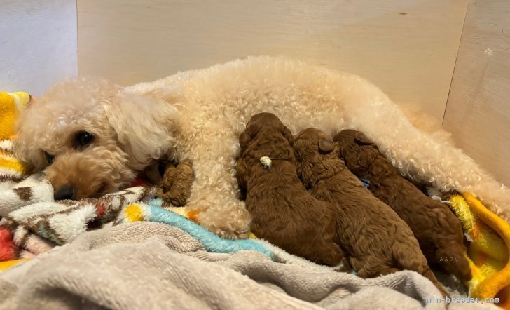 山田かおりブリーダー