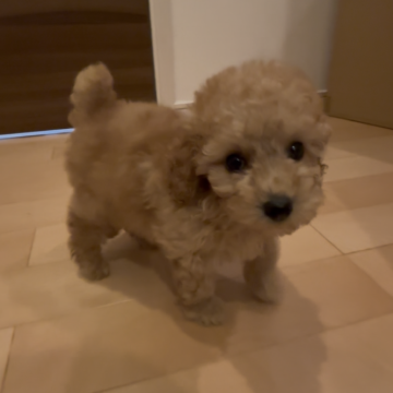 トイプードル(トイ)【福岡県・男の子・2025年10月31日・アプリコット】の写真「かわいいお顔の男の子」