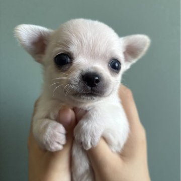 チワワ(スムース)【福岡県・男の子・2025年10月27日・ホワイト】の写真「まるまるかわいい男の子」