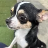 チワワ(スムース)