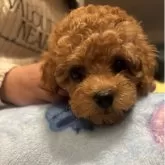 トイプードル(トイ)