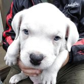 アメリカンブリー