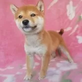 豆柴【岩手県・男の子・2024年12月1日・赤】の写真2「楽し〜！」