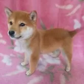 豆柴【岩手県・男の子・2024年12月1日・赤】の写真3「バランス良好！」