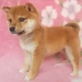 豆柴【岩手県・男の子・2024年12月1日・赤】の写真11「最高のバランス。」