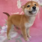 豆柴【岩手県・男の子・2024年12月1日・赤】の写真4「嬉しいー！」