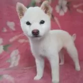 豆柴【岩手県・男の子・2025年2月1日・白】の写真3「もうちょっとふっくらしてきます。」