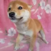 豆柴【岩手県・男の子・2024年12月1日・赤】の写真5「近いー！」