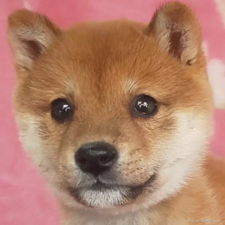 ID：2501-06498の子犬