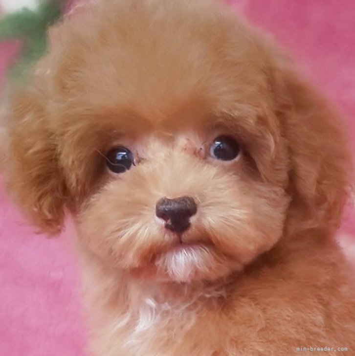 ブリーダー画像