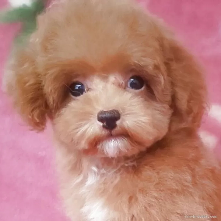 ティーカッププードル【岩手県・男の子・2025年7月15日・レッド】の写真1「9/25 600gです。10/17 740gです。」