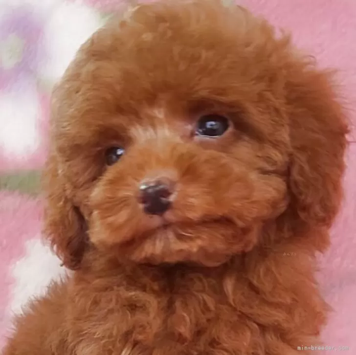ID:2503-04853の子犬