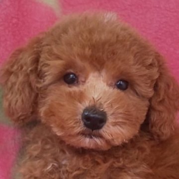 トイプードル(タイニー)【岩手県・男の子・2025年7月15日・レッド】の写真「お顔も上品で明るい子 9/29現在800g」