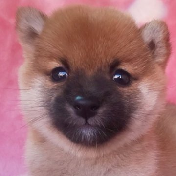 柴犬(豆柴)【岩手県・女の子・2025年9月6日・赤】の写真「小耳小町！古風凛とした子。黒マスクとれてきたっ!」