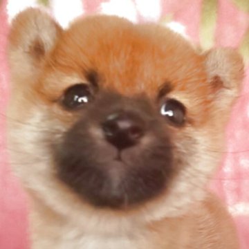 柴犬(豆柴)【岩手県・男の子・2025年9月10日・赤】の写真「古風な魅力、武士のような子、お探しの方必見!」