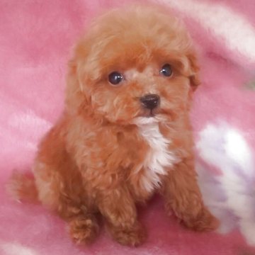 トイプードル(ティーカップ)【岩手県・女の子・2025年7月15日・レッド】の写真「小さいの極み 9/17現在350g」