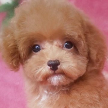 トイプードル(ティーカップ)【岩手県・男の子・2025年7月15日・レッド】の写真「期間限定お値下げ中! お早めに 10/28740g」