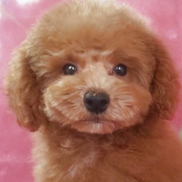 トイプードル(タイニー)【岩手県・男の子・2025年7月15日・レッド】の写真「お顔も上品で明るい子 9/29現在800g」