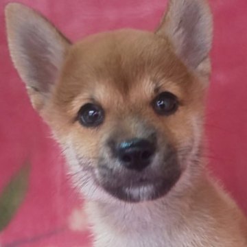 柴犬(豆柴)【岩手県・男の子・2025年7月18日・赤】の写真「9/29 1.2kg性格温厚な甘えん坊! 兄弟最小」