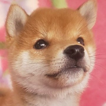 豆柴【岩手県・男の子・2025年8月28日・赤】の写真「当犬舎最高レベルの子に成長します。現在」