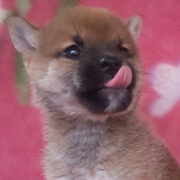 柴犬(豆柴)【岩手県・女の子・2025年9月6日・赤】の写真「古風凛とした三姉妹。小しさNo1!」