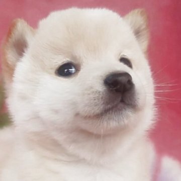 柴犬(豆柴)【岩手県・男の子・2025年9月6日・白】の写真「白熊の男の子、お探しの方必見!成長をお楽しみに!」