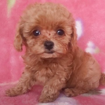 トイプードル(ティーカップ)【岩手県・男の子・2025年8月18日・レッド】の写真「激カワ王子明るく面白い子 10/17現在500g」