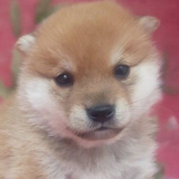柴犬(豆柴)【岩手県・男の子・2025年9月6日・赤】の写真「綺麗な色の子、お探しの方必見!成長をお楽しみに!」