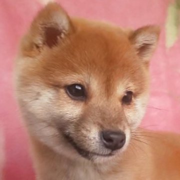 柴犬(豆柴)【岩手県・男の子・2024年12月1日・赤】の写真「9/13 4.8g性格温厚な甘えん坊!容姿端麗!」