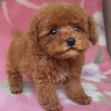 トイプードル(タイニー)【岩手県・女の子・2025年4月2日・レッド】の写真「お顔も上品で明るい子 6/20現在1kg」