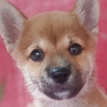柴犬(豆柴)【岩手県・男の子・2025年7月18日・赤】の写真「9/29 1.2kg性格温厚な甘えん坊! 兄弟最小」