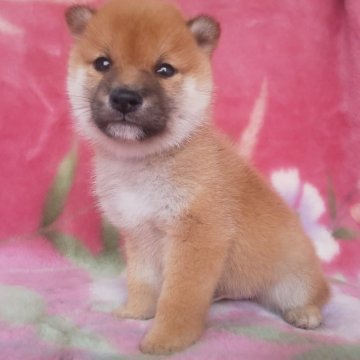 柴犬(豆柴)【岩手県・男の子・2025年9月10日・赤】の写真「古風な魅力、武士のような子、お探しの方必見!」