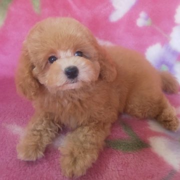 トイプードル(タイニー)【岩手県・女の子・2025年7月22日・レッド】の写真「お顔も上品で明るい子 10/17s現在800g」