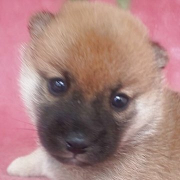 柴犬(豆柴)【岩手県・女の子・2025年9月6日・赤】の写真「黒マスクなくなると綺麗な色に!成長をお楽しみに!」