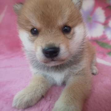 柴犬(豆柴)【岩手県・男の子・2025年8月28日・赤】の写真「当犬舎最高レベルの子に成長します。現在700g」