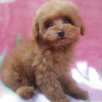 トイプードル(タイニー)【岩手県・男の子・2025年8月18日・レッド】の写真「天然王子明るく聡明 10/28現在780g」