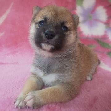 柴犬(豆柴)【岩手県・女の子・2025年8月28日・赤】の写真「当犬舎最高レベルの子に成長します。現在700g」